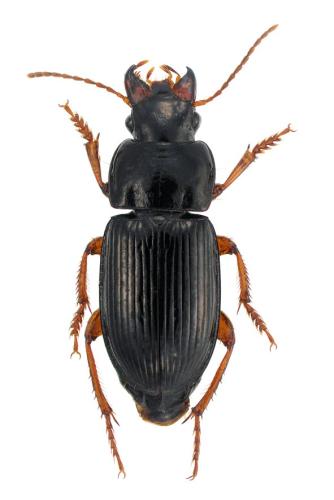 Harpalus laevipes